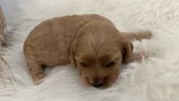 Rocky, a male Cockapoo for sale in Indian Trail, NC – 2 of 6