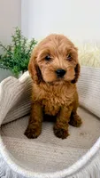Honey, a female Cockapoo for sale in Indian Trail, NC – 6 of 7