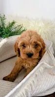 Honey, a female Cockapoo for sale in Indian Trail, NC – 5 of 7
