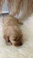 Lily, a female Cockapoo for sale in Indian Trail, NC – 1 of 5