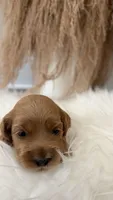 Honey, a female Cockapoo for sale in Indian Trail, NC – 4 of 6