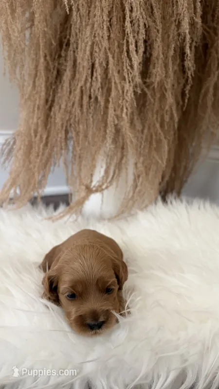 Honey – Cockapoo puppy for sale in Indian Trail, NC