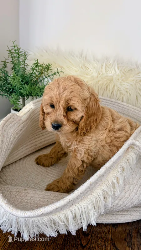 Lily – Cockapoo puppy for sale in Indian Trail, NC