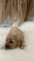 Lily, a female Cockapoo for sale in Indian Trail, NC – 3 of 5