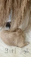 Lily, a female Cockapoo for sale in Indian Trail, NC – 5 of 5