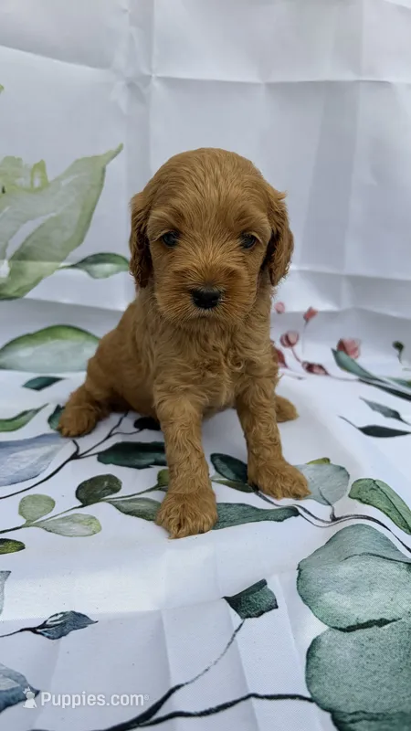 Honey – Cockapoo puppy for sale in Indian Trail, NC