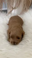 Honey, a female Cockapoo for sale in Indian Trail, NC – 5 of 6