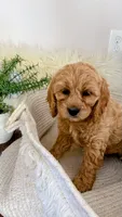 Lily, a female Cockapoo for sale in Indian Trail, NC – 6 of 6