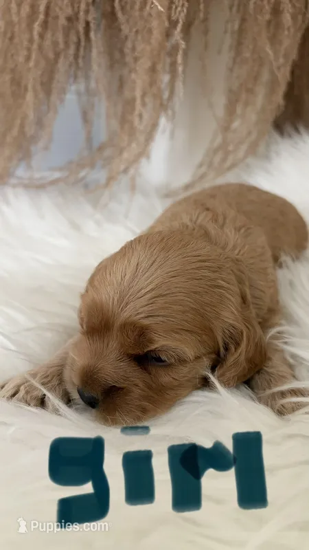 Rocky – Cockapoo puppy for sale in Indian Trail, NC