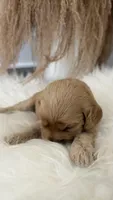 Rose, a female Cockapoo for sale in Indian Trail, NC – 5 of 5