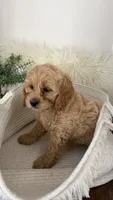 Lily, a female Cockapoo for sale in Indian Trail, NC – 3 of 6