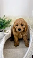 Daisy , a female Cockapoo for sale in Indian Trail, NC – 4 of 4