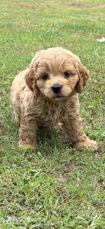 Rocky – Cockapoo puppy for sale in Indian Trail, NC