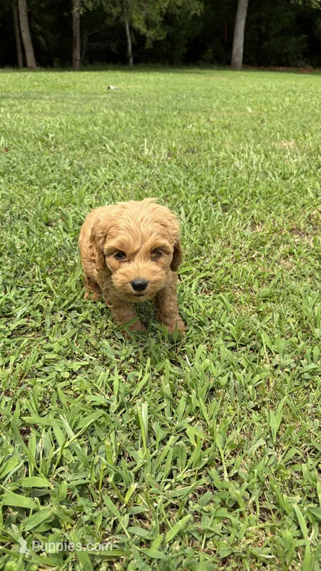 Honey – Cockapoo puppy for sale in Indian Trail, NC