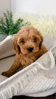 Honey, a female Cockapoo for sale in Indian Trail, NC – 1 of 7