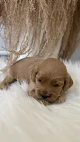 Daisy , a female Cockapoo for sale in Indian Trail, NC – 2 of 5