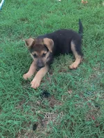 Shorthair Male , a male German Shepherd Dog for sale in Wichita, KS – 8 of 8