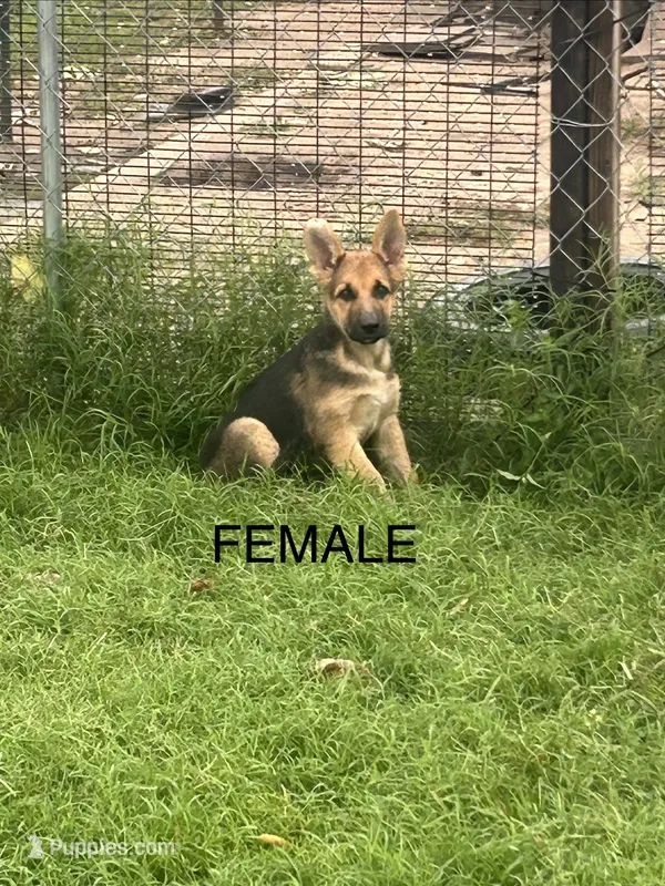 Female Shorthair  – German Shepherd Dog puppy for sale in Wichita, KS