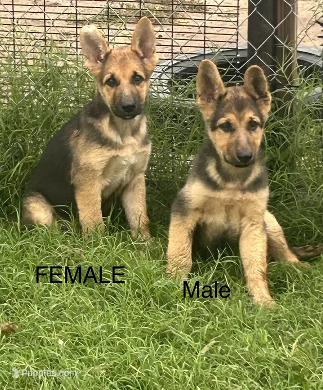 Shorthair Male  – German Shepherd Dog puppy for sale in Wichita, KS