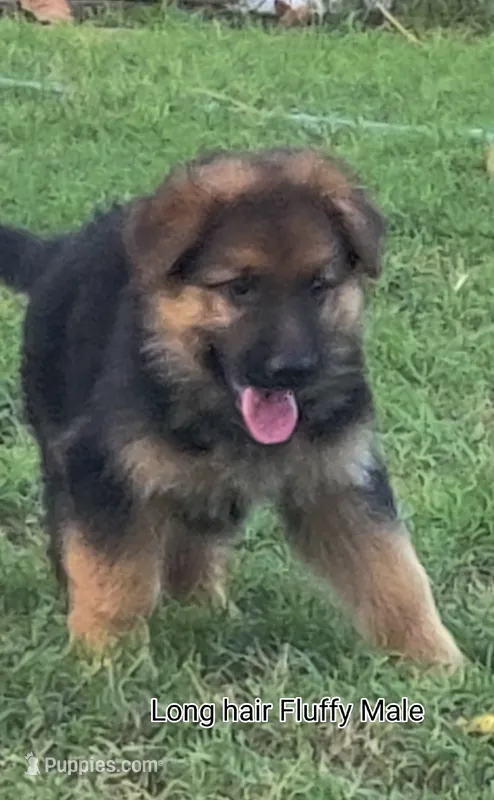 Fluffy Male  – German Shepherd Dog puppy for sale in Wichita, KS