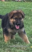 Fluffy Male , a male German Shepherd Dog for sale in Wichita, KS – 1 of 7