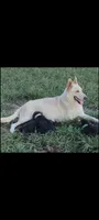 Fluffy Female , a female German Shepherd Dog for sale in Wichita, KS – 2 of 10