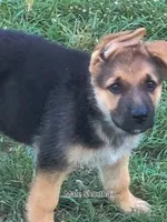Shorthair Male , a male German Shepherd Dog for sale in Wichita, KS – 7 of 8
