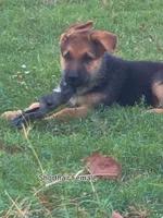 Fluffy Female , a female German Shepherd Dog for sale in Wichita, KS – 7 of 10