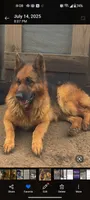 Fluffy Female , a female German Shepherd Dog for sale in Wichita, KS – 4 of 10