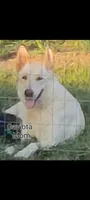 Female Shorthair , a female German Shepherd Dog for sale in Wichita, KS – 5 of 6
