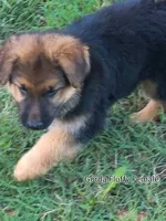 Fluffy Female , a female German Shepherd Dog for sale in Wichita, KS – 6 of 10