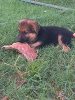 Fluffy Male , a male German Shepherd Dog for sale in Wichita, KS – 6 of 7