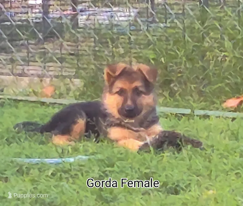 Fluffy Female  – German Shepherd Dog puppy for sale in Wichita, KS