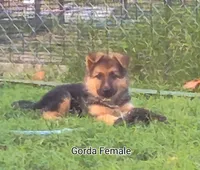 Fluffy Female , a female German Shepherd Dog for sale in Wichita, KS – 1 of 10