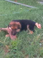 Fluffy Male , a male German Shepherd Dog for sale in Wichita, KS – 2 of 7