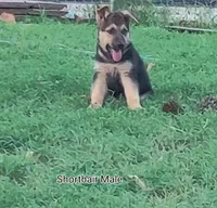 Shorthair Male , a male German Shepherd Dog for sale in Wichita, KS – 2 of 8