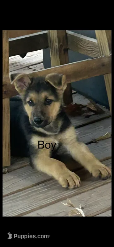 Shorthair Male  – German Shepherd Dog puppy for sale in Wichita, KS