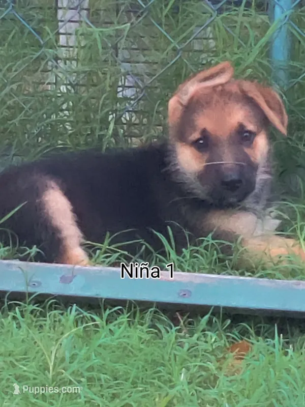 Female Shorthair  – German Shepherd Dog puppy for sale in Wichita, KS