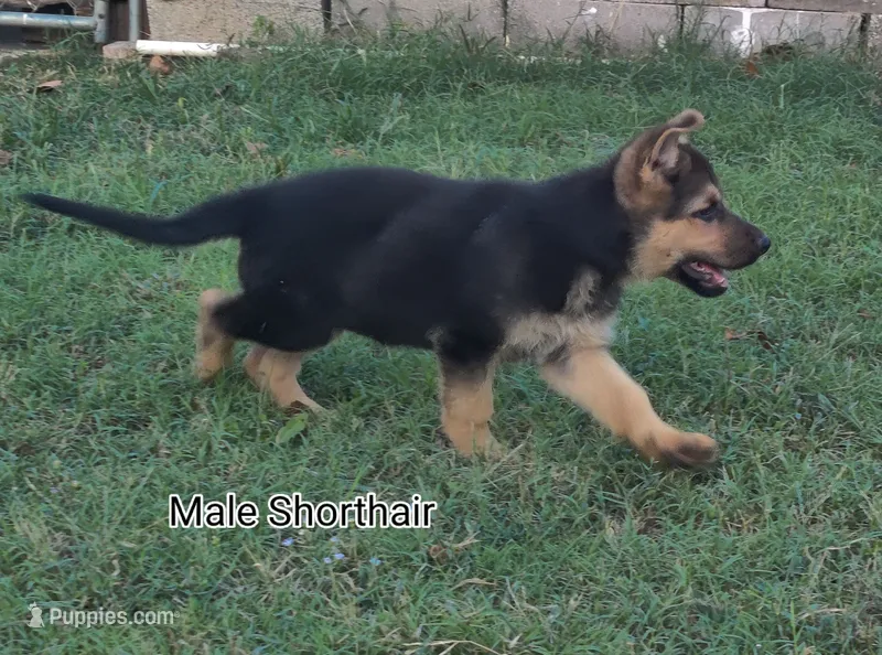 Shorthair Male  – German Shepherd Dog puppy for sale in Wichita, KS
