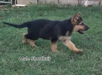 Shorthair Male , a male German Shepherd Dog for sale in Wichita, KS – 1 of 8