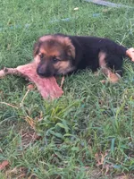 Fluffy Female , a female German Shepherd Dog for sale in Wichita, KS – 5 of 10