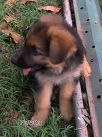 Fluffy Male , a male German Shepherd Dog for sale in Wichita, KS – 4 of 7