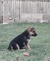 Female Shorthair , a female German Shepherd Dog for sale in Wichita, KS – 3 of 6