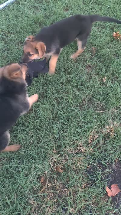 Fluffy Male , a male German Shepherd Dog for sale in Wichita, KS – 7 of 7