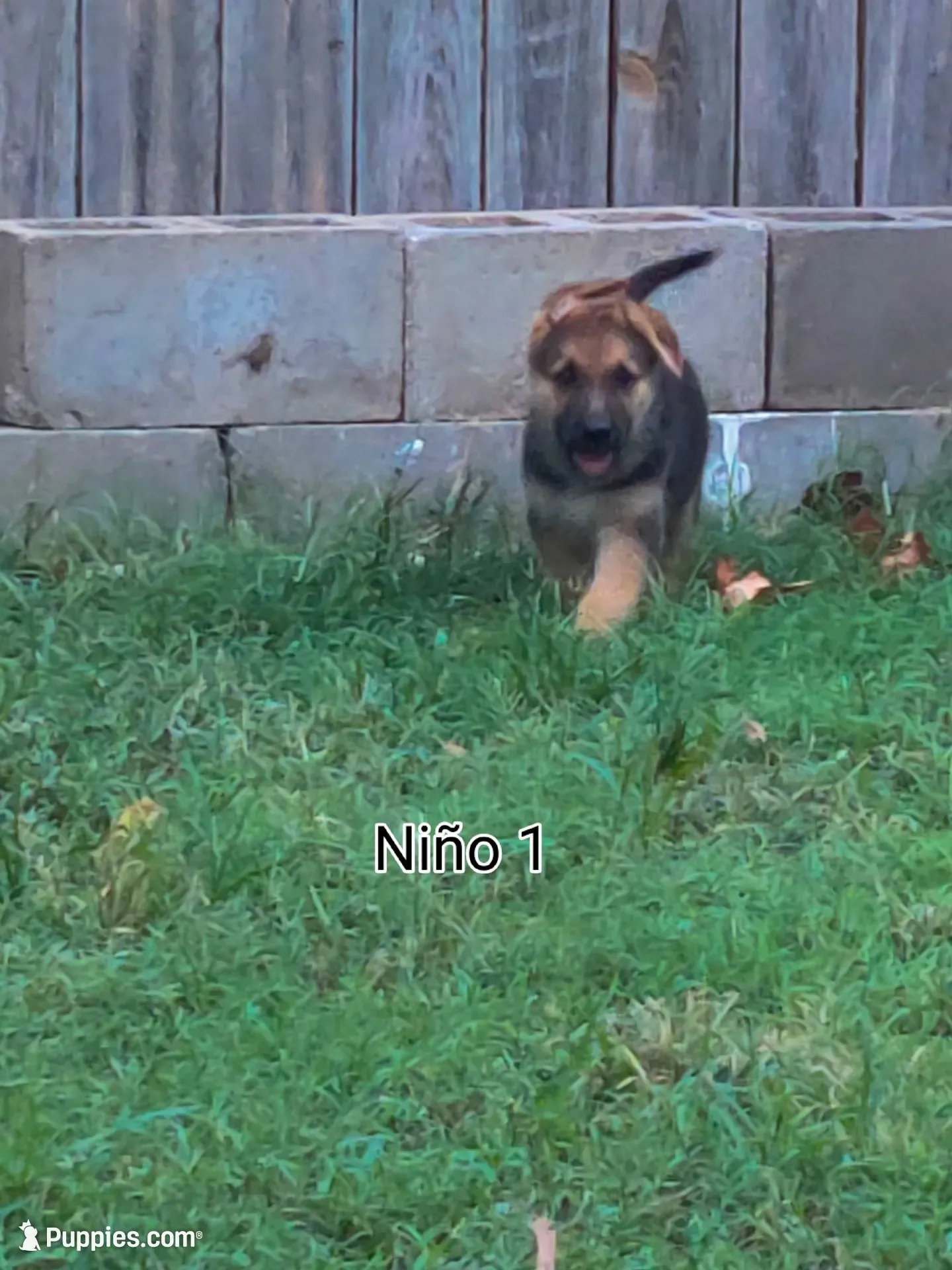 Shorthair Male , a male German Shepherd Dog for sale in Wichita, KS – 6 of 8