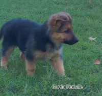 Fluffy Female , a female German Shepherd Dog for sale in Wichita, KS – 10 of 10