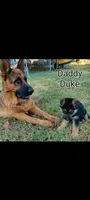 Female Shorthair , a female German Shepherd Dog for sale in Wichita, KS – 4 of 6