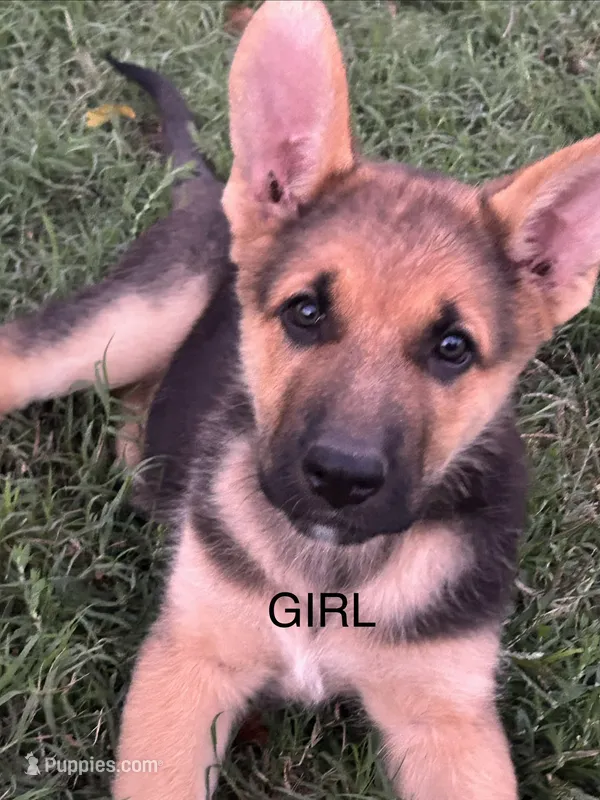 Female Shorthair  – German Shepherd Dog puppy for sale in Wichita, KS