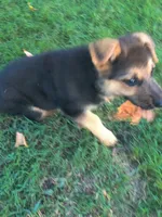 Female Shorthair , a female German Shepherd Dog for sale in Wichita, KS – 6 of 6