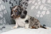 Chip, a male Miniature Dachshund for sale in Richland, MO – 2 of 6